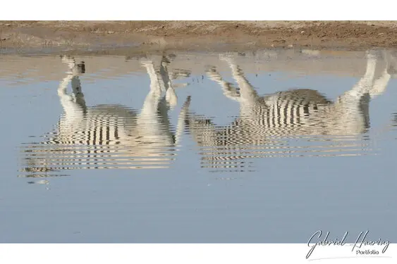 Photographic porfolio of Etosha wildlife in Namibia