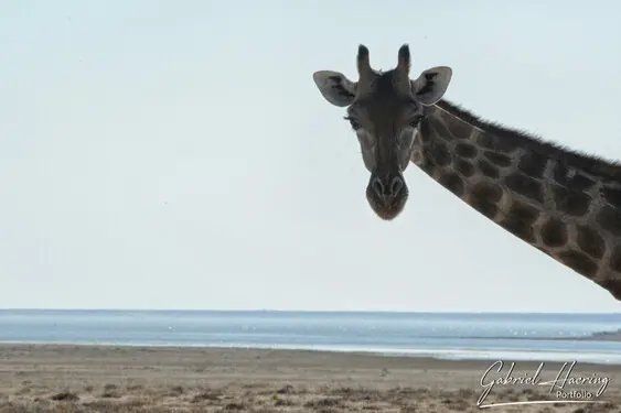 Photographic porfolio of Etosha wildlife in Namibia