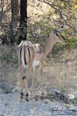 Photographic porfolio of Etosha wildlife in Namibia