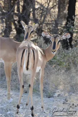 Photographic porfolio of Etosha wildlife in Namibia