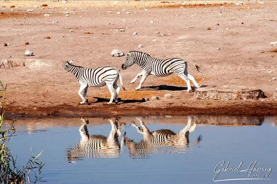Photographic porfolio of Etosha wildlife in Namibia