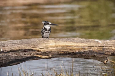 Kingfisher in Nyerere National Park, Tanzania, photographed during a guided photographic safari.