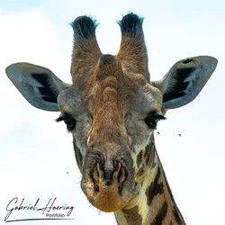 Giraffe portrait in Mkomazi National Park, Tanzania, photographed during a guided photographic safari.
