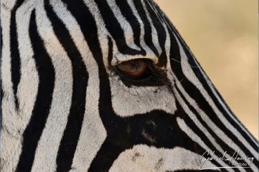 Zebra portrait in Ngorongoro Crater, Tanzania, photographed during a guided photographic safari.