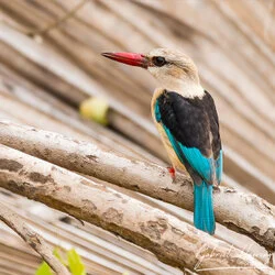 Brown-hooded Kingfisher can be oberved in Nyerere National Park during a photographic safari.