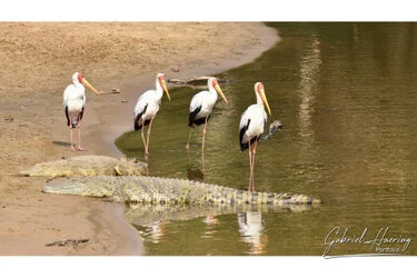 Crocodile with stork in Serengeti National Park, Tanzania, photographed during a guided photographic safari.