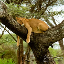 Lion resting on a tree in Serengeti Ndutu National Park, Tanzania, photographed during a guided photographic safari.