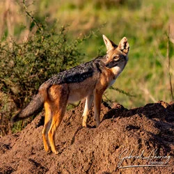 Jackal portrait Serengeti Ndutu National Park, Tanzania, photographed during a guided photographic safari.