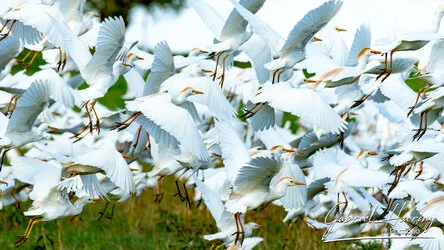 Aigrette flock flying in Tarangire National Park, Tanzania, photographed during a guided photographic safari.