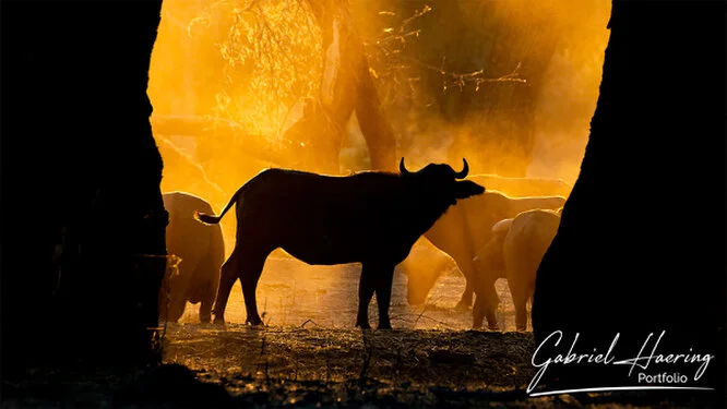 Buffalo - A collection of pictures taken during photographic safaris in different african countries and national parks