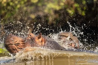Two hippo fighting in Mana Pools National Park, ZImbabwe photographed during a guided photographic safari.