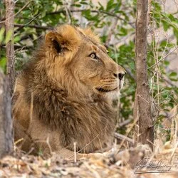 Lion in Mana Pools National Park, ZImbabwe photographed during a guided photographic safari.