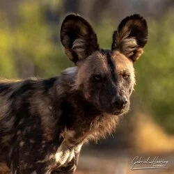 Wild dog in Mana Pools National Park, ZImbabwe photographed during a guided photographic safari.
