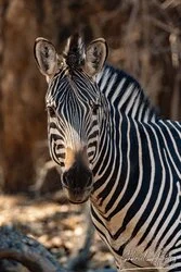 Zebra portrait in Mana Pools National Park, Zimbabwe, photographed during a guided photographic safari.