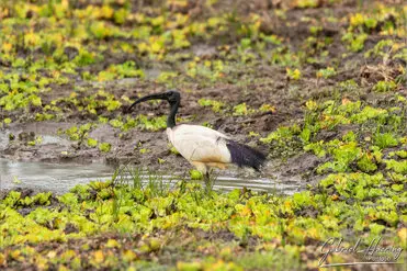 During a photographic safari in Nyerere National Park (former Selous Game Reserve) you can do either bird watching or enjoy the river on a boat observing all sort of animals