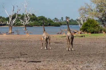 During a photographic safari in Nyerere National Park (former Selous Game Reserve) you can do either bird watching or enjoy the river on a boat observing all sort of animals