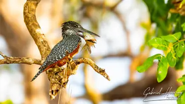 During a photographic safari in Nyerere National Park (former Selous Game Reserve) you can do either bird watching or enjoy the river on a boat observing all sort of animals