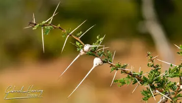 During a photographic safari in Nyerere National Park (former Selous Game Reserve) you can do either bird watching or enjoy the river on a boat observing all sort of animals