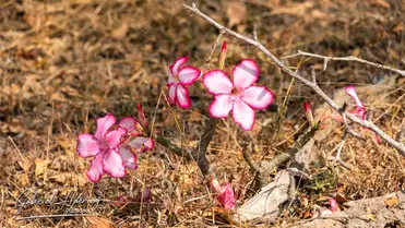 During a photographic safari in Nyerere National Park (former Selous Game Reserve) you can do either bird watching or enjoy the river on a boat observing all sort of animals