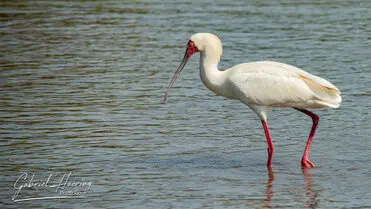 During a photographic safari in Nyerere National Park (former Selous Game Reserve) you can do either bird watching or enjoy the river on a boat observing all sort of animals