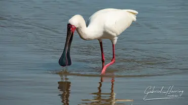 During a photographic safari in Nyerere National Park (former Selous Game Reserve) you can do either bird watching or enjoy the river on a boat observing all sort of animals