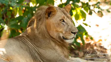 During a photographic safari in Nyerere National Park (former Selous Game Reserve) you can do either bird watching or enjoy the river on a boat observing all sort of animals