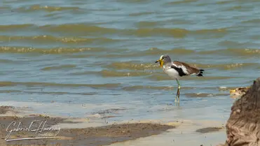 During a photographic safari in Nyerere National Park (former Selous Game Reserve) you can do either bird watching or enjoy the river on a boat observing all sort of animals