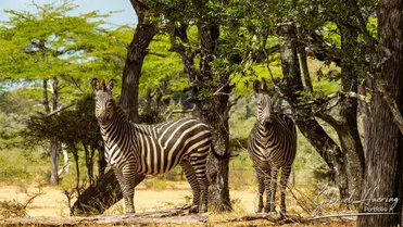 During a photographic safari in Nyerere National Park (former Selous Game Reserve) you can do either bird watching or enjoy the river on a boat observing all sort of animals