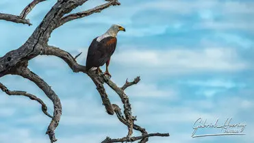 During a photographic safari in Nyerere National Park (former Selous Game Reserve) you can do either bird watching or enjoy the river on a boat observing all sort of animals