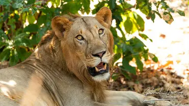 During a photographic safari in Nyerere National Park (former Selous Game Reserve) you can do either bird watching or enjoy the river on a boat observing all sort of animals