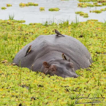 During a photographic safari in Nyerere National Park (former Selous Game Reserve) you can do either bird watching or enjoy the river on a boat observing all sort of animals