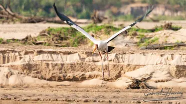 During a photographic safari in Nyerere National Park (former Selous Game Reserve) you can do either bird watching or enjoy the river on a boat observing all sort of animals