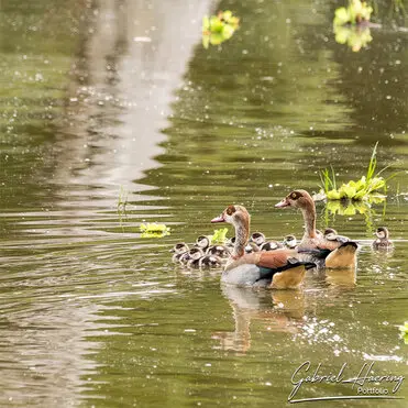 During a photographic safari in Nyerere National Park (former Selous Game Reserve) you can do either bird watching or enjoy the river on a boat observing all sort of animals