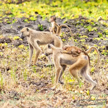 During a photographic safari in Nyerere National Park (former Selous Game Reserve) you can do either bird watching or enjoy the river on a boat observing all sort of animals