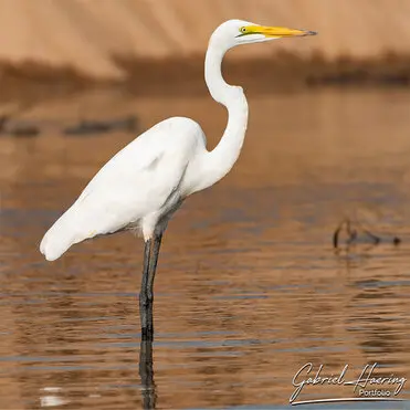 During a photographic safari in Nyerere National Park (former Selous Game Reserve) you can do either bird watching or enjoy the river on a boat observing all sort of animals