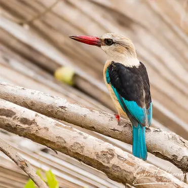 During a photographic safari in Nyerere National Park (former Selous Game Reserve) you can do either bird watching or enjoy the river on a boat observing all sort of animals
