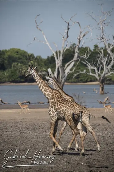 During a photographic safari in Nyerere National Park (former Selous Game Reserve) you can do either bird watching or enjoy the river on a boat observing all sort of animals