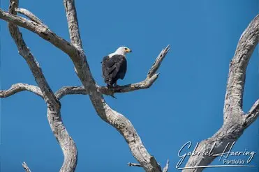 During a photographic safari in Nyerere National Park (former Selous Game Reserve) you can do either bird watching or enjoy the river on a boat observing all sort of animals