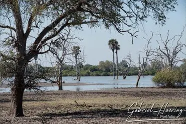 During a photographic safari in Nyerere National Park (former Selous Game Reserve) you can do either bird watching or enjoy the river on a boat observing all sort of animals