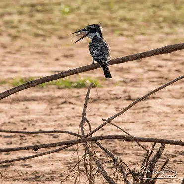 During a photographic safari in Nyerere National Park (former Selous Game Reserve) you can do either bird watching or enjoy the river on a boat observing all sort of animals