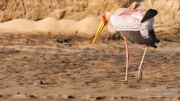 During a photographic safari in Nyerere National Park (former Selous Game Reserve) you can do either bird watching or enjoy the river on a boat observing all sort of animals