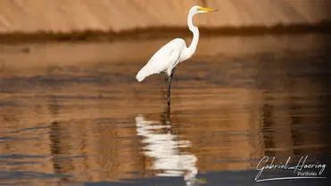 During a photographic safari in Nyerere National Park (former Selous Game Reserve) you can do either bird watching or enjoy the river on a boat observing all sort of animals