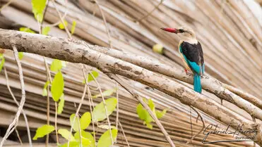 During a photographic safari in Nyerere National Park (former Selous Game Reserve) you can do either bird watching or enjoy the river on a boat observing all sort of animals