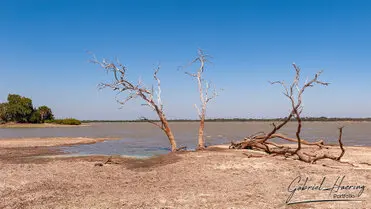 During a photographic safari in Nyerere National Park (former Selous Game Reserve) you can do either bird watching or enjoy the river on a boat observing all sort of animals