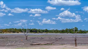 During a photographic safari in Nyerere National Park (former Selous Game Reserve) you can do either bird watching or enjoy the river on a boat observing all sort of animals