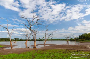 During a photographic safari in Nyerere National Park (former Selous Game Reserve) you can do either bird watching or enjoy the river on a boat observing all sort of animals