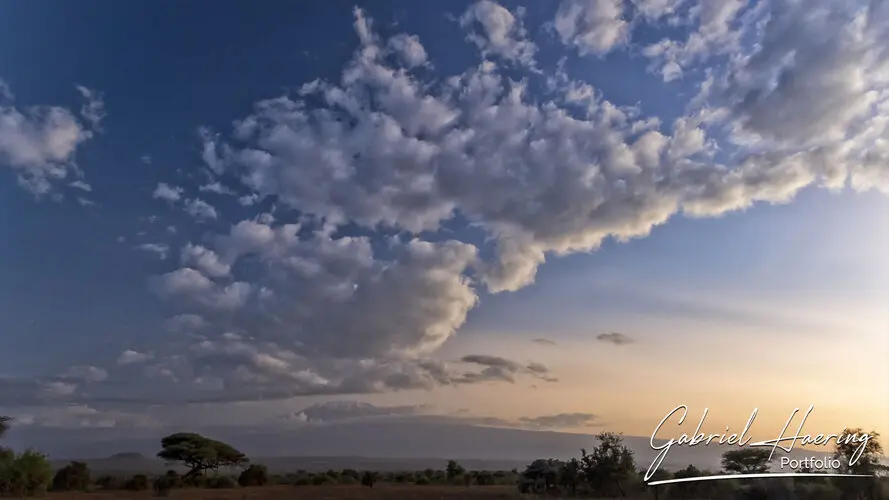Photographic portfolio of Amboseli wildlife